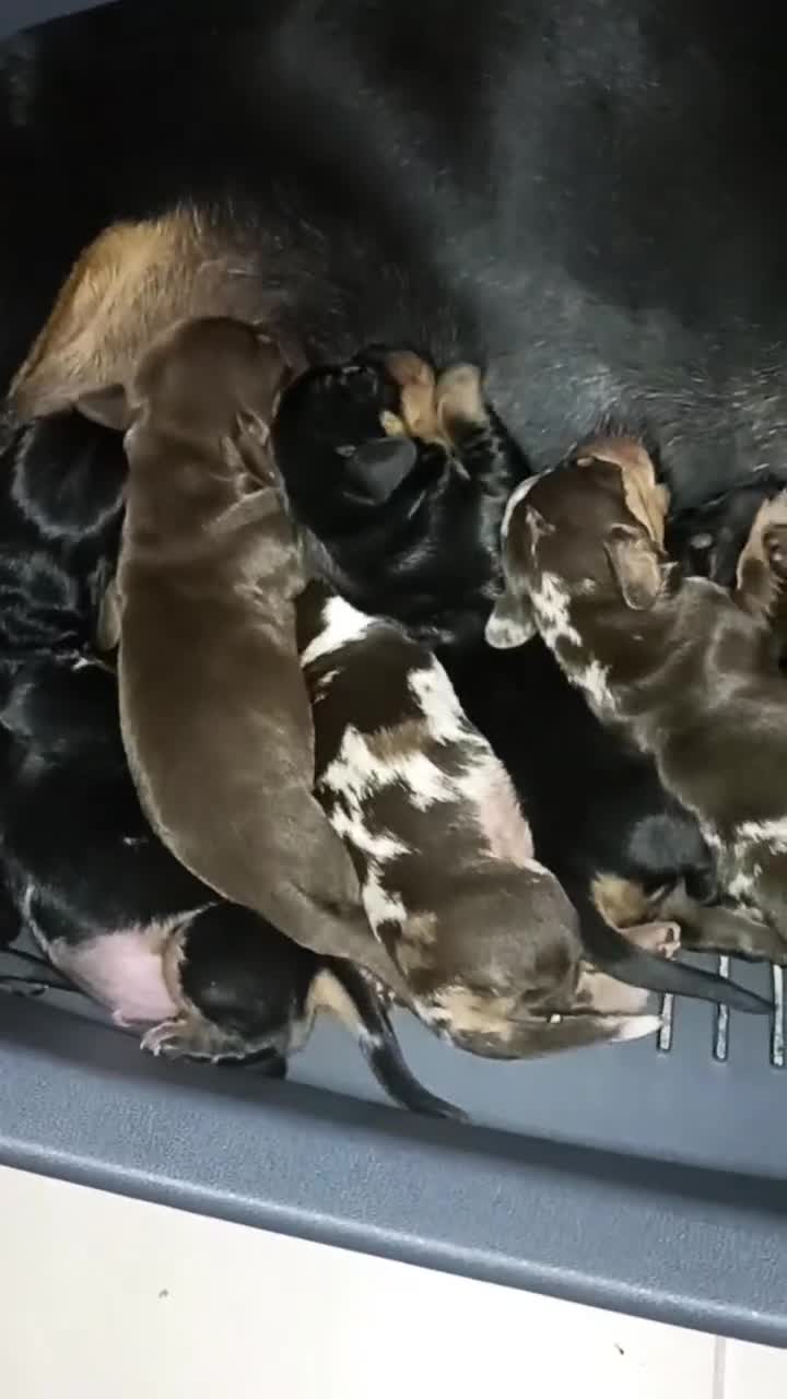 Teckel Miniatura perros en venta: Camada teckel miniatura  - Video 1