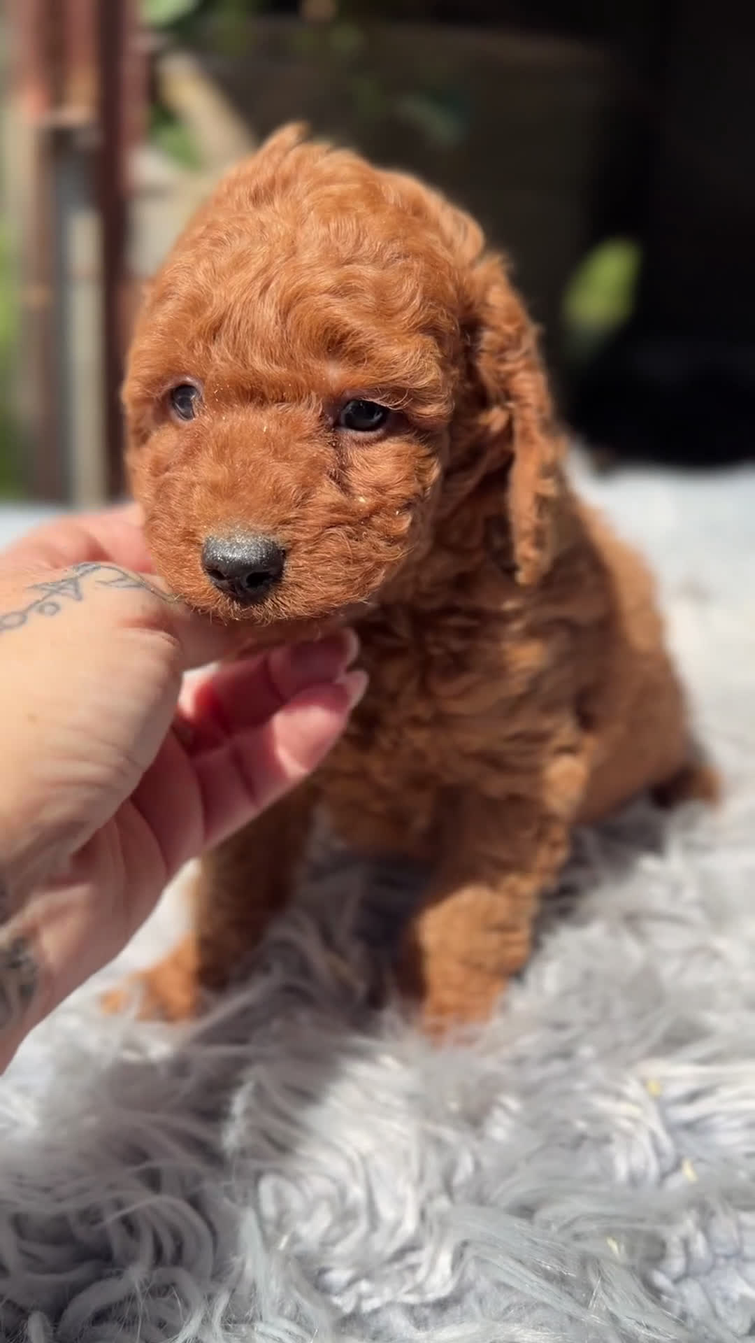Caniche Enano perros en venta: Caniche enano  rojo  - Video 1