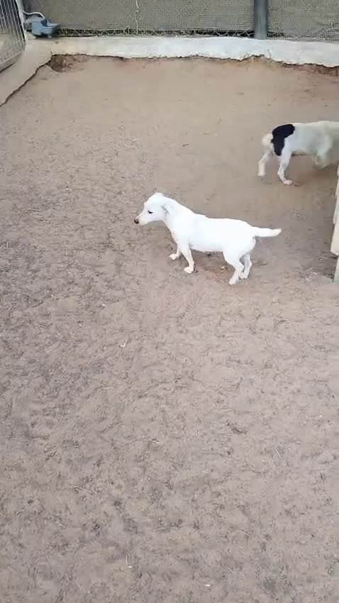 Dogo Argentino perros en venta: Dogo argentino  - Video 1