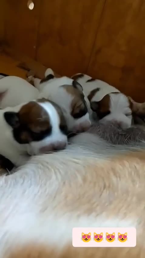 Jack Russell Terrier perros en venta: Jack Russell Puppies 🐶 - Video 1