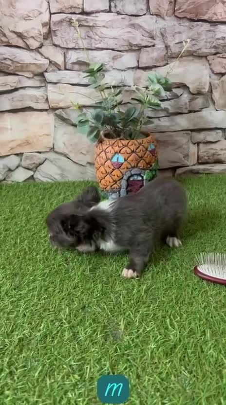 Chihuahua perros en venta: CHIHUAHUA MINI TOY PELO LARGO BLUE - Video 1