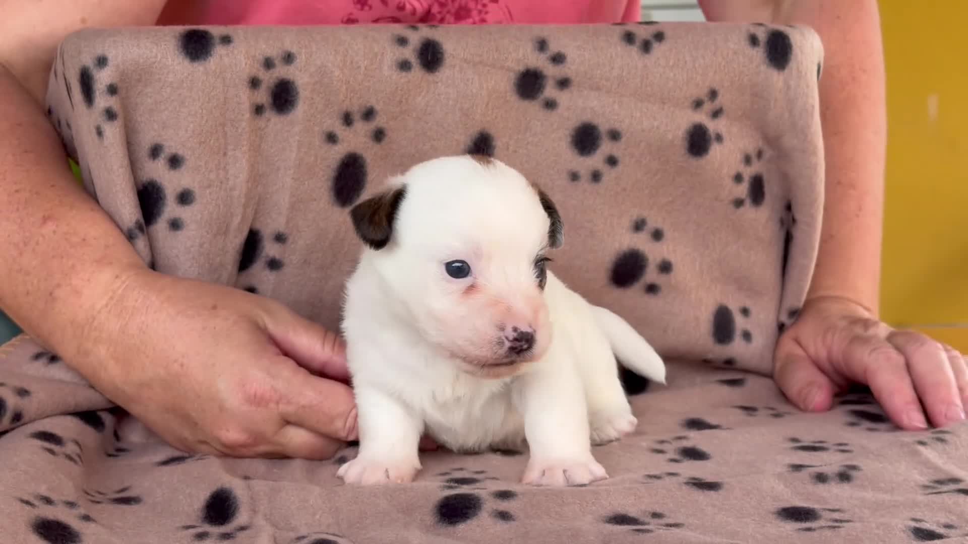 Jack Russell Terrier perros en venta: Cachorros de jack Russell disponibles - Video 4