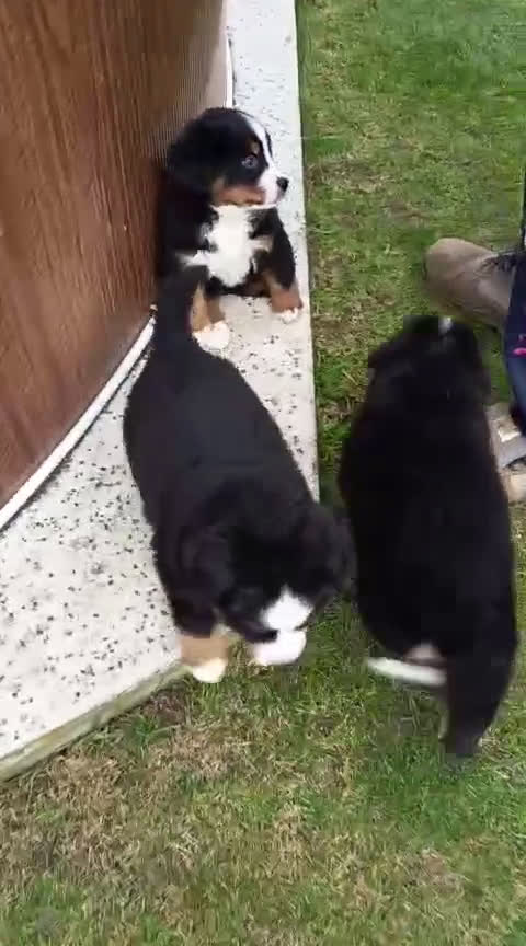 Boyero de Berna perros en venta: Boyeros de berna  - Video 1