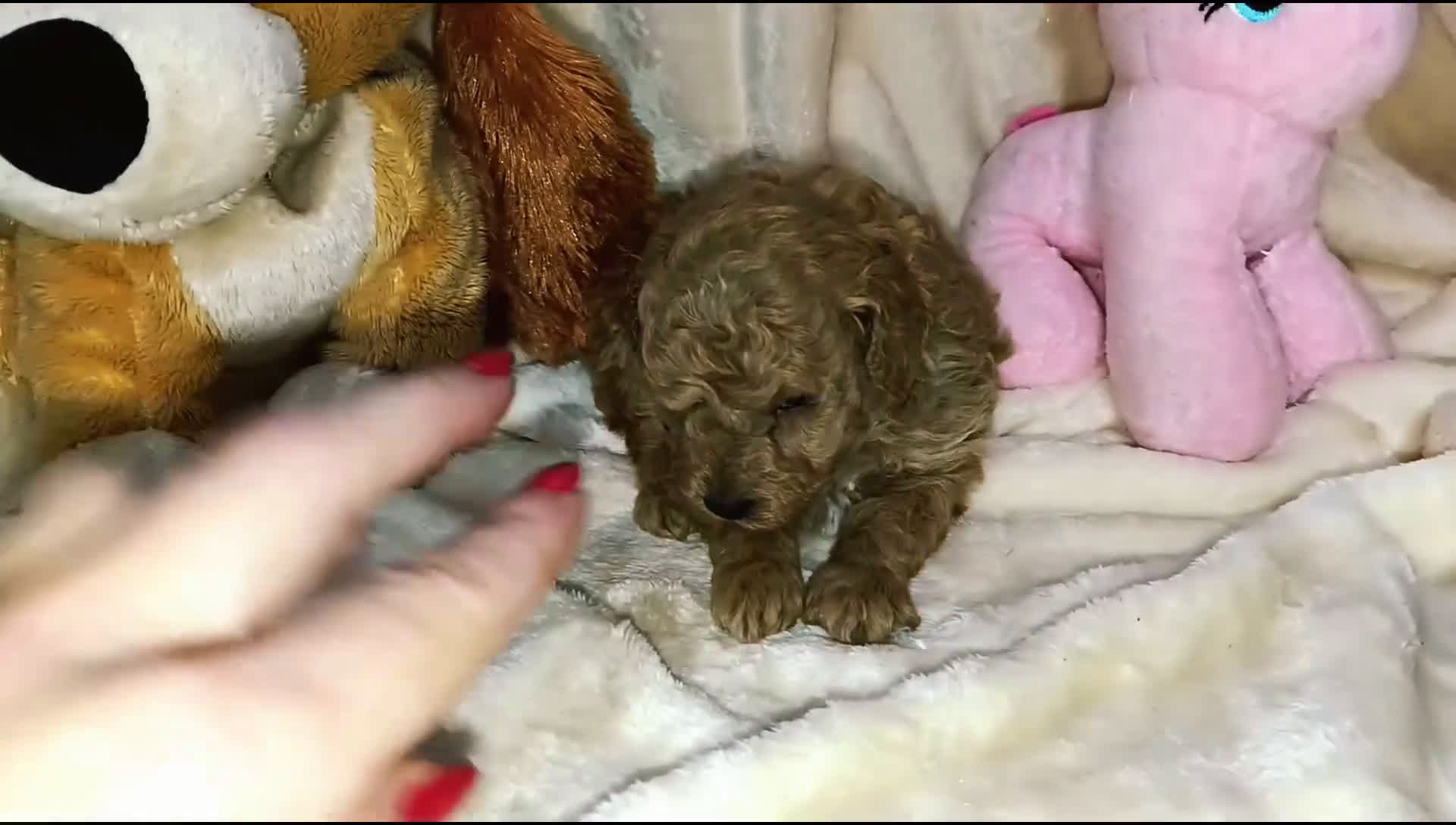 Caniche Toy perros en venta: Caniche toy  - Video 1