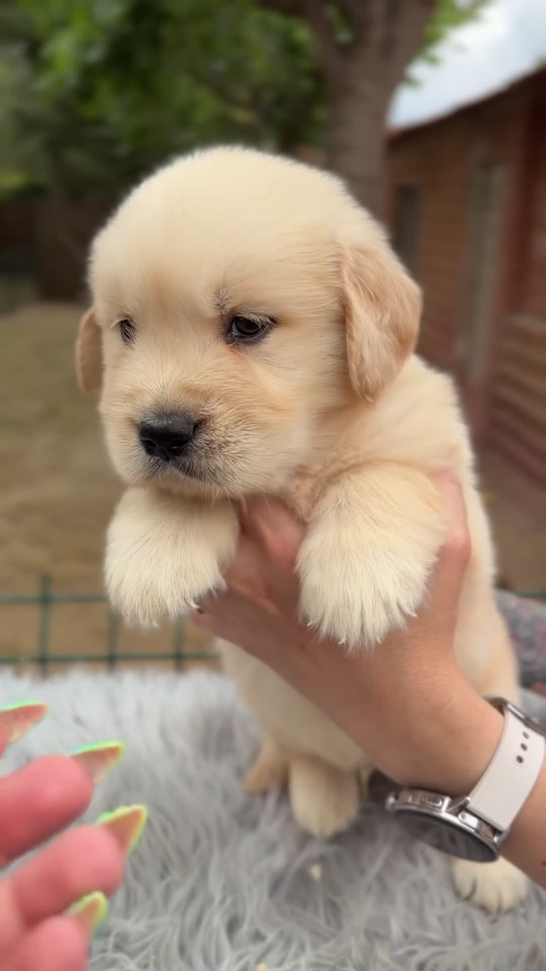 Golden Retriever perros en venta: Golden dorados  - Video 3