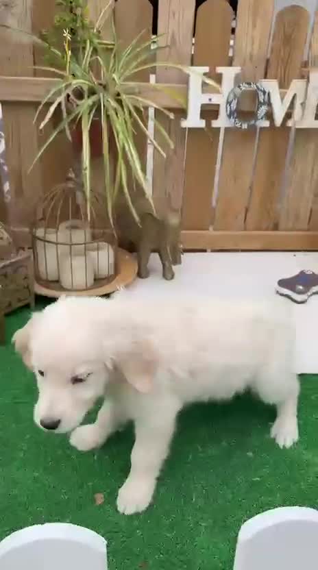 Golden Retriever perros en venta: Golden retriever hembra preciosa Disponible  - Video 1
