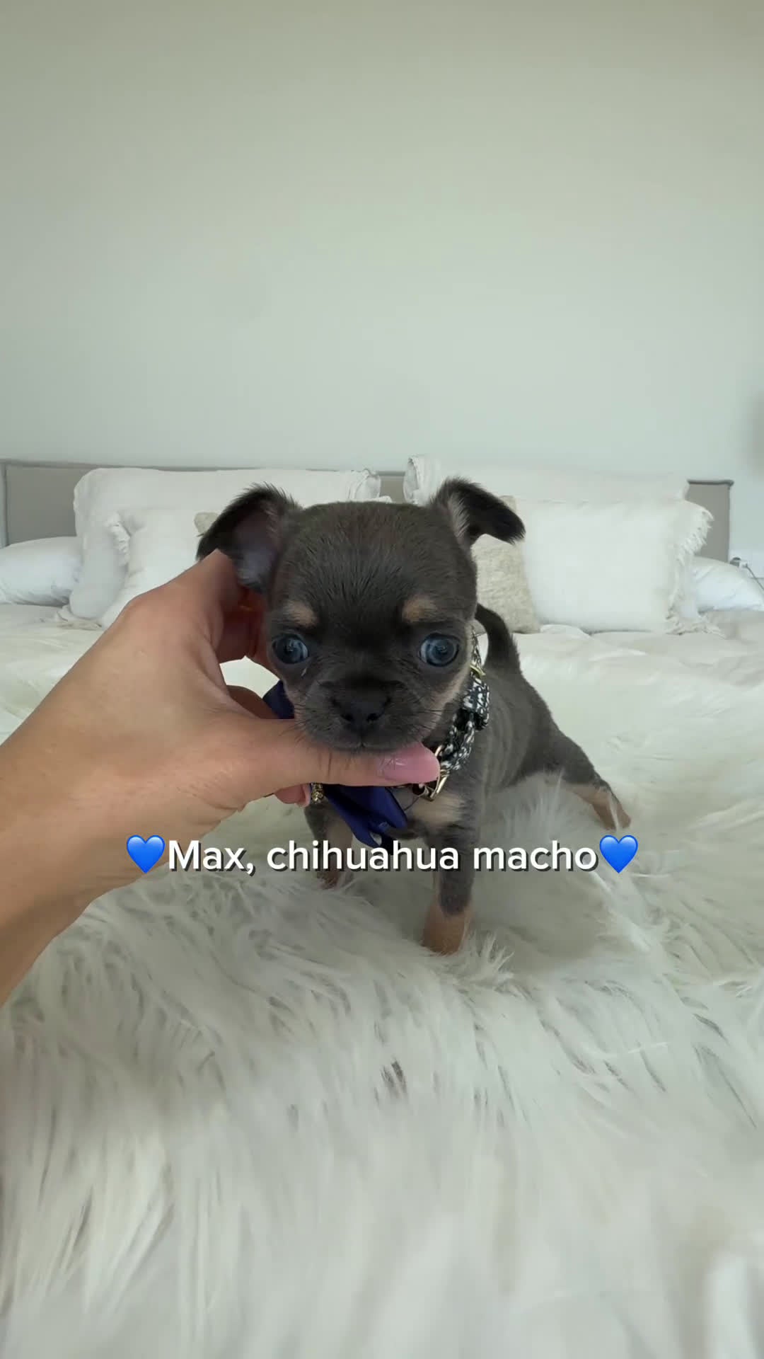 Chihuahua perros en venta: Chihuahua blue - Video 1