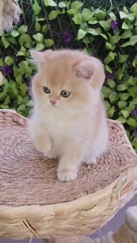 Persa gatos en venta: Hembra Persa Chinchilla - Video 1