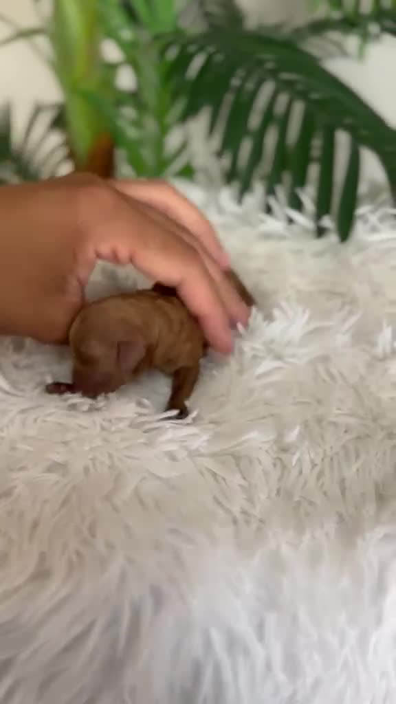 Caniche Toy perros en venta: CANICHE TOY - Video 1