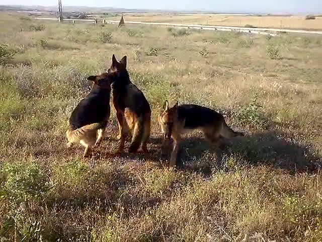 Pastor Alemán perros en venta: CRIADOR DE PASTOR ALEMÁN NACIONAL en Madrid - Video 2