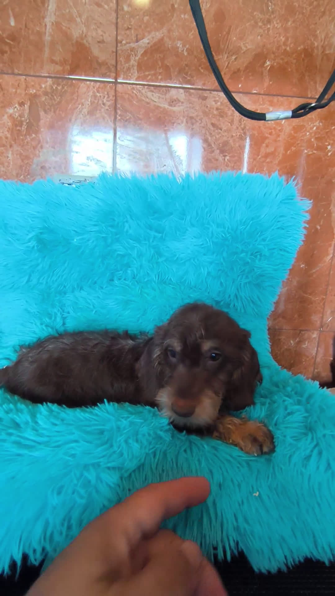 Teckel perros en venta: Kaninchen pelo duro chocolate  - Video 1
