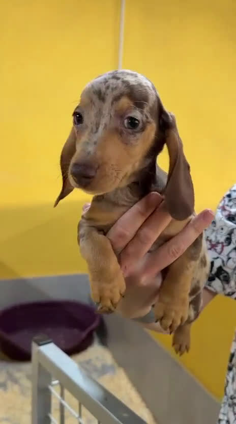 Teckel Miniatura perros en venta: Teckel Arlequin chocolate  - Video 1