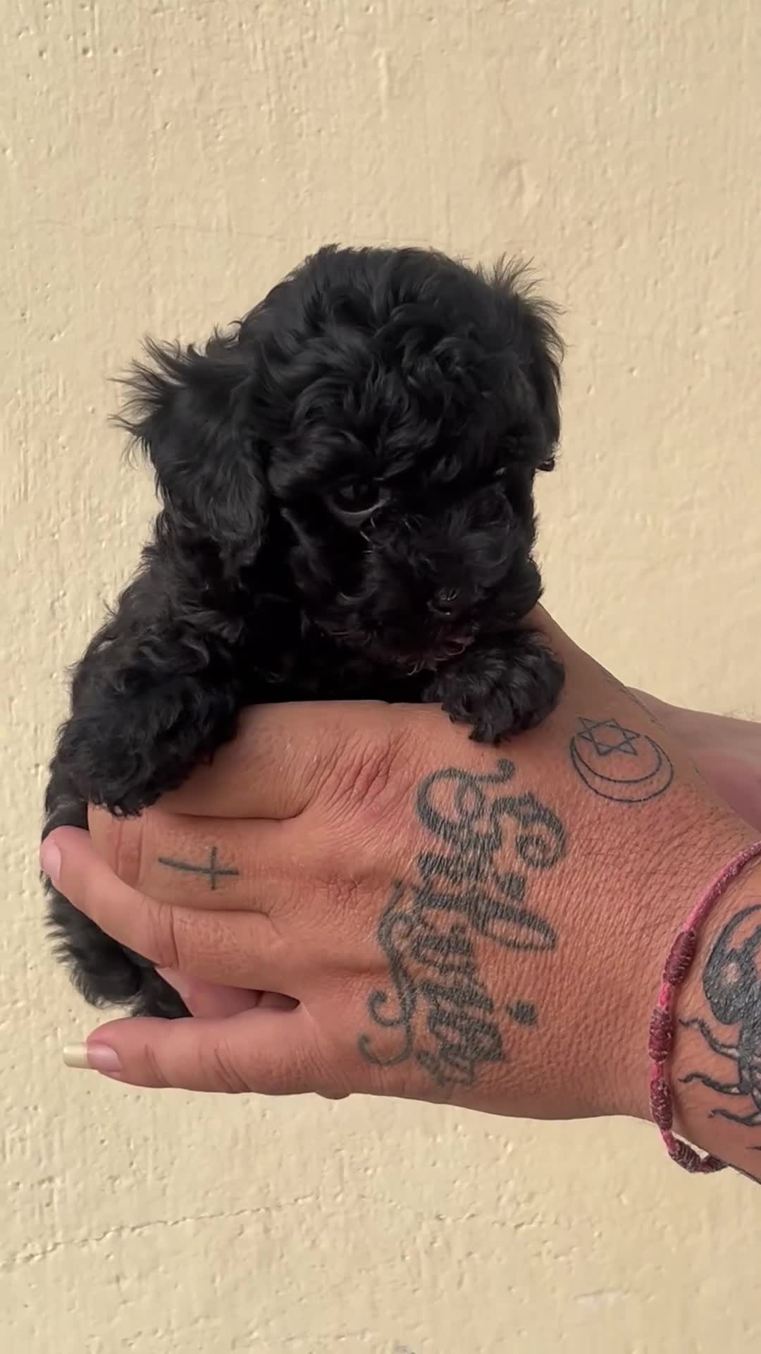 Caniche Toy perros en venta: Caniche toy - Video 2