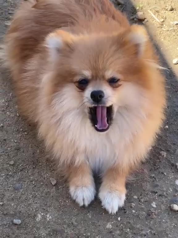 Pomerania perros en venta: Pomerania  - Video 1