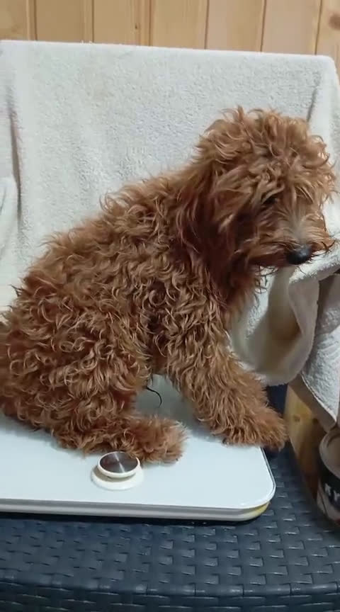 Caniche Toy perros en venta: Caniche toy  - Video 1