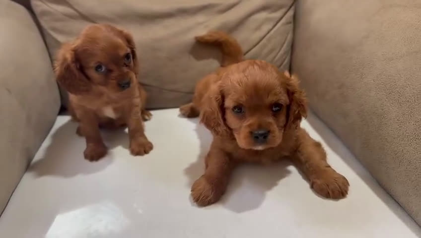 Cavapoo perros en venta: Camada cachorros raza Cavapoo en Granada - Video 1