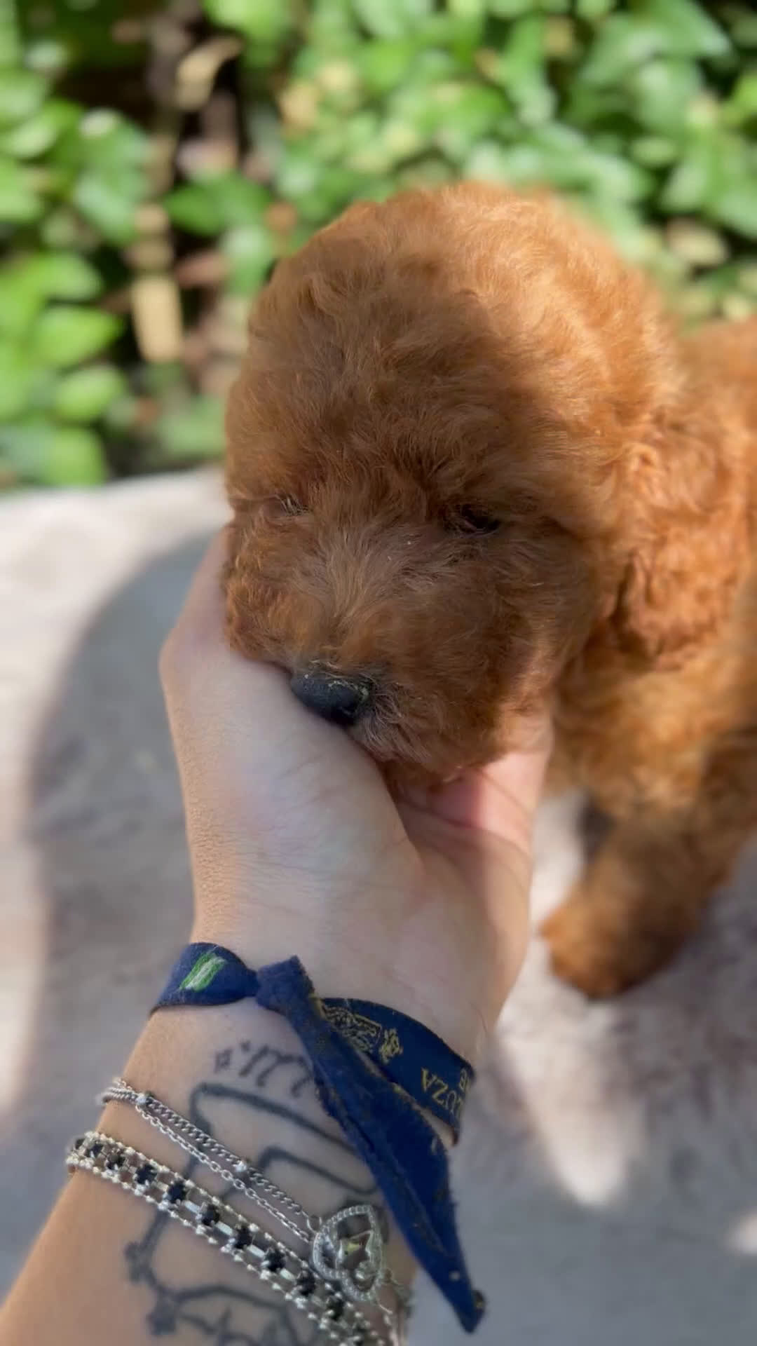 Caniche Toy perros en venta: Caniche toy  - Video 1