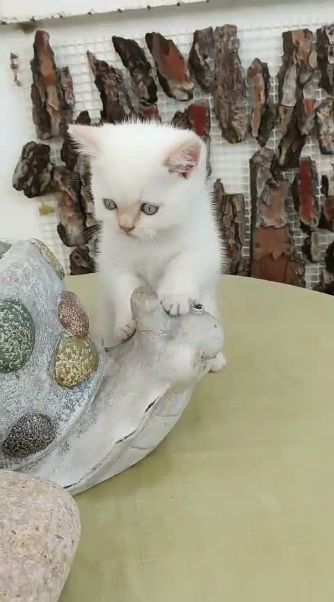 Británico de Pelo Corto gatos en venta: BRITISH SHORTAIR camada de gatitos y gatitas - Video 4