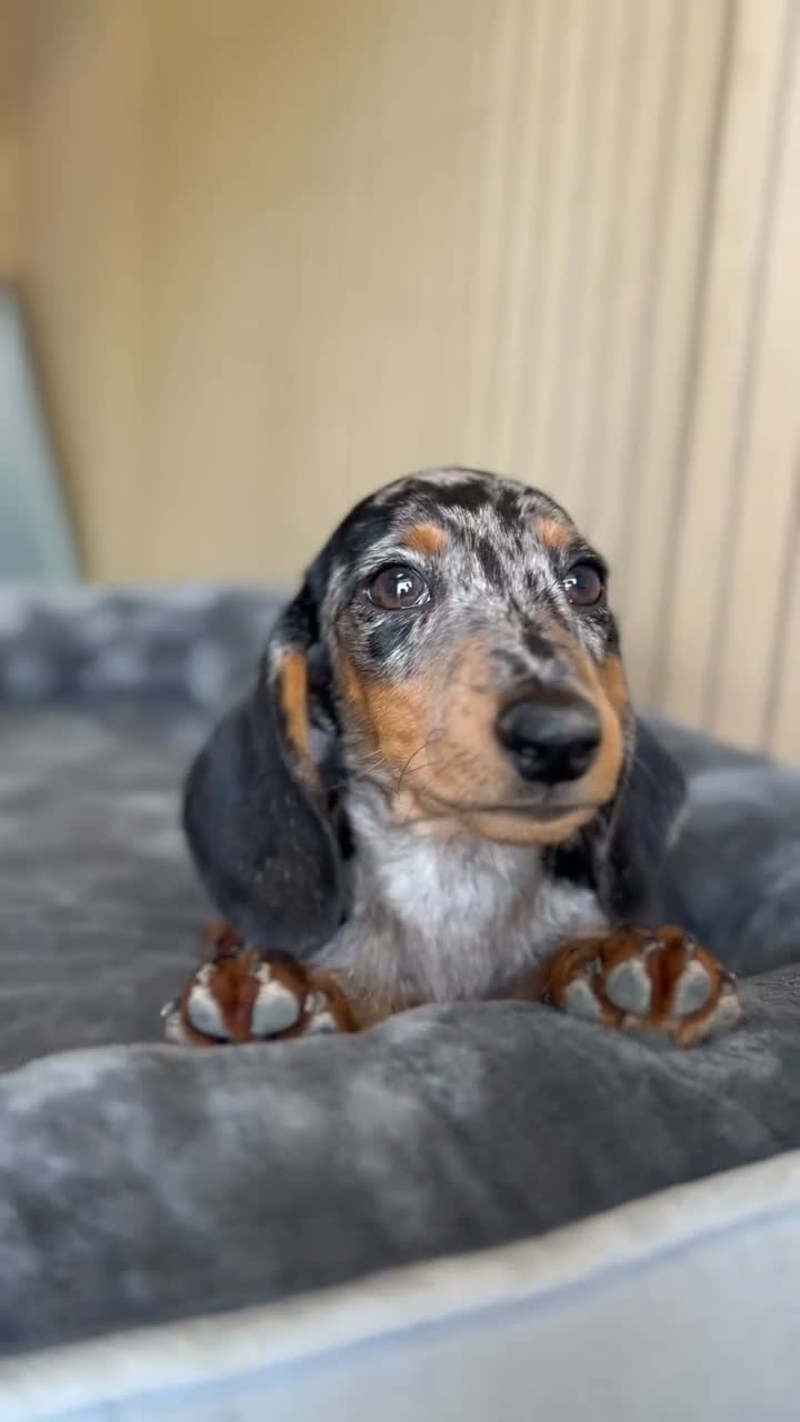 Teckel Miniatura perros en venta: Cachorro teckel arlequín plata - Video 1