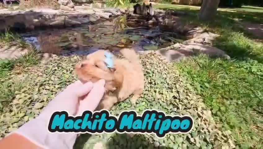 Maltipoo perros en venta: Maltipoos linea asiatica y coreana!! - Video 3