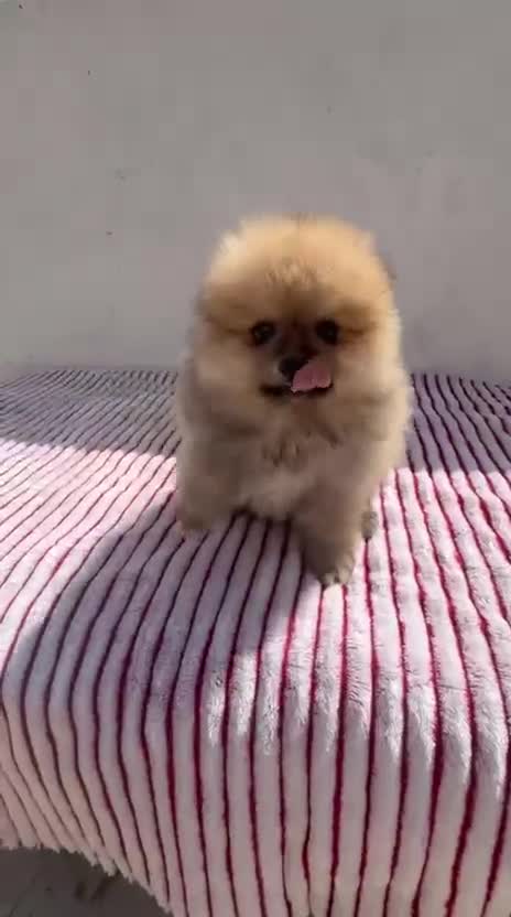 Pomerania perros en venta: Lulu de Pomerania toy  - Video 1