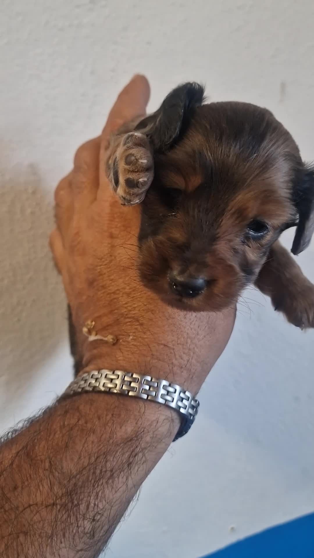 Teckel Miniatura perros en venta: Teckel pelo largo - Video 1