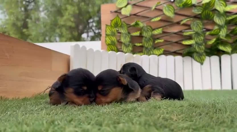 Yorkshire Terrier perros en venta: YORKSHIRE TERRIER MACHOS - Video 1