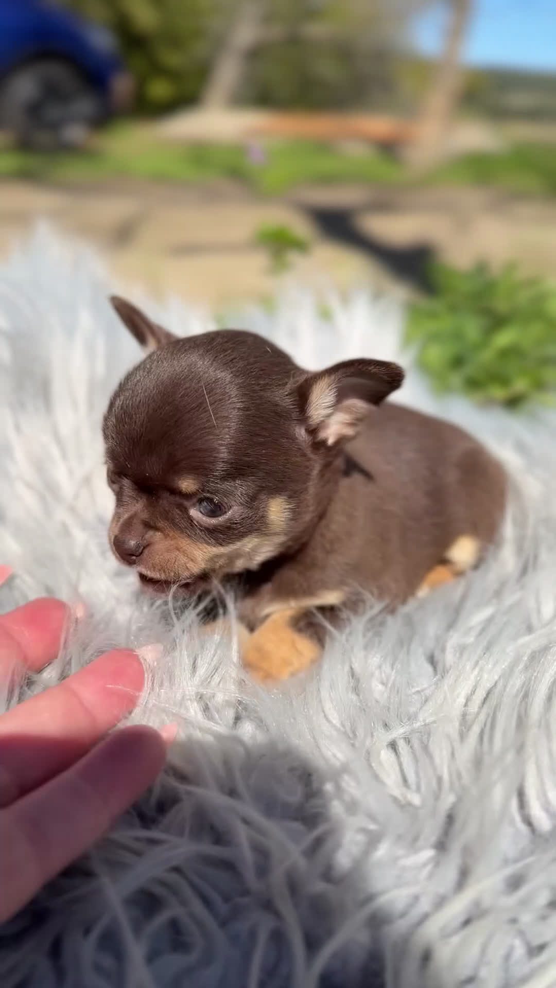 Chihuahua perros en venta: Microtoy Chihuahua chocolate  - Video 1