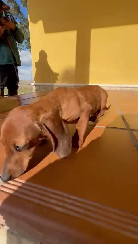 Teckel perros en venta: Teckel kaninchen merle chocolate diluido - Video 1