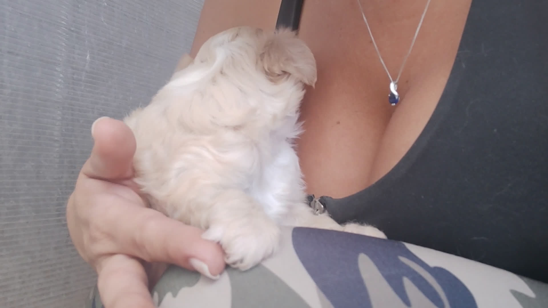 Perro Crestado Chino perros en venta: Cachorro de crestado chino - Video 1