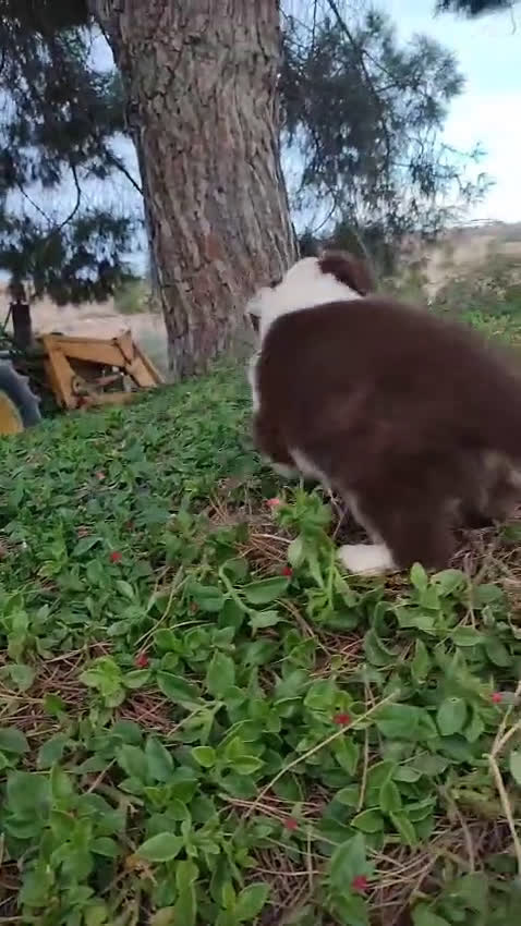 Pastor Australiano perros en venta: PASTOR AUSTRALIANO  - Video 2