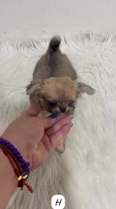 Chihuahua perros en venta: CHIHUAHUA PELO LARGO TOY HEMRBA - Video 1