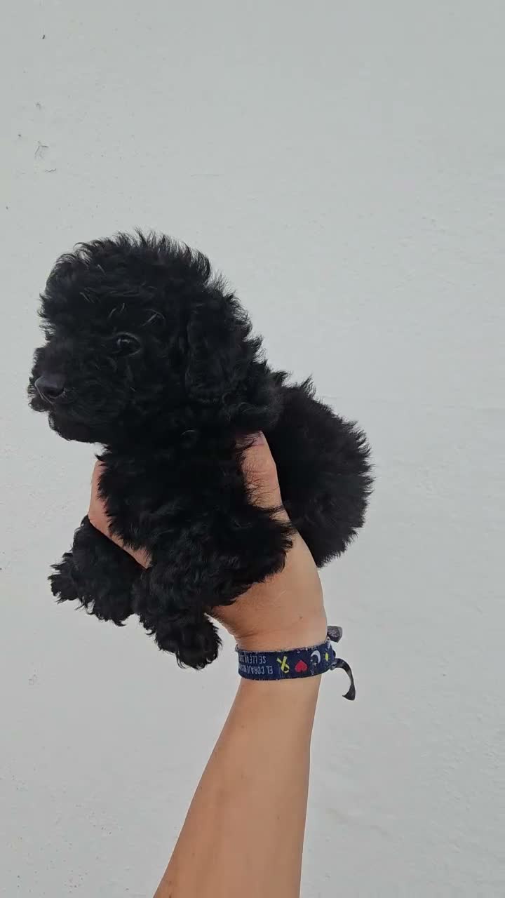 Caniche Toy perros en venta: CACHORROS DE CANICHE NEGROS - Video 1