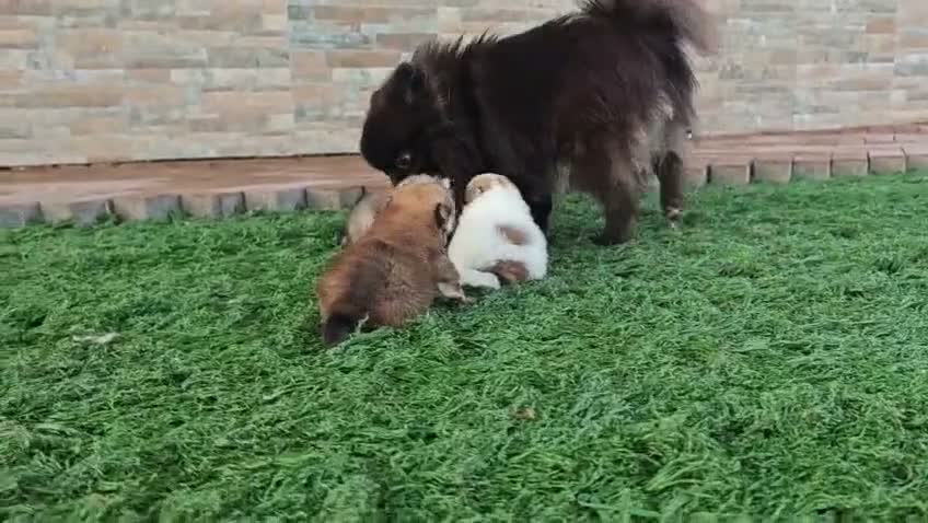 Pomerania perros en venta: Pomerania en Madrid - Video 1