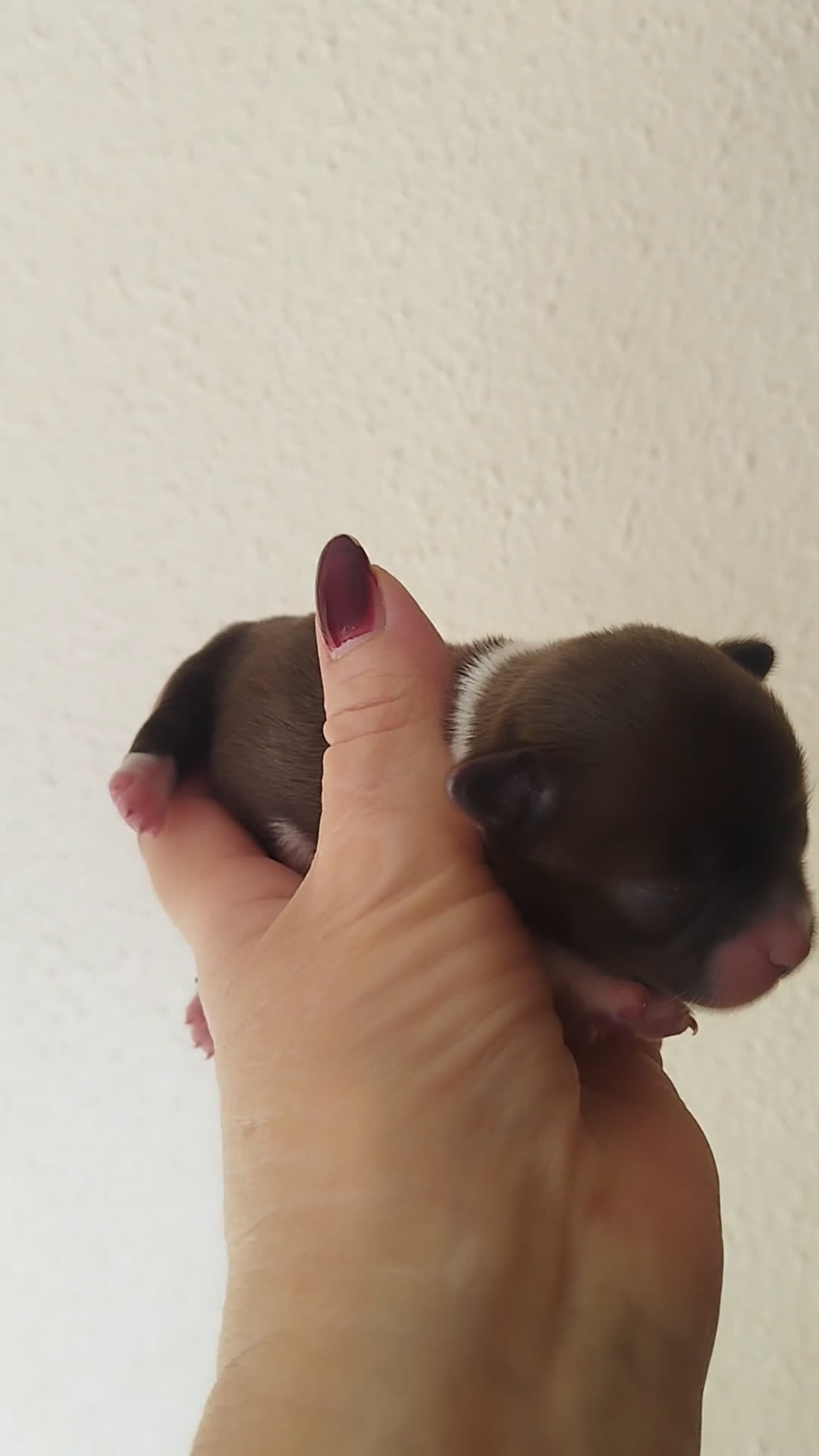 Chihuahua perros en venta: CHIHUAHUA HEMBRA TOY - Video 1