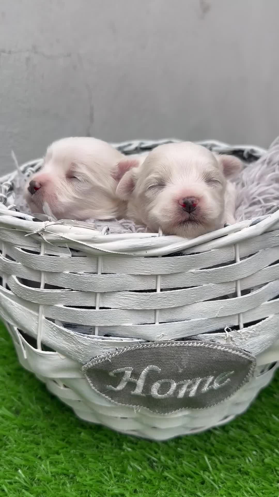 Bichón Maltés perros en venta: Excelente camada de Bichon Maltes - Video 1