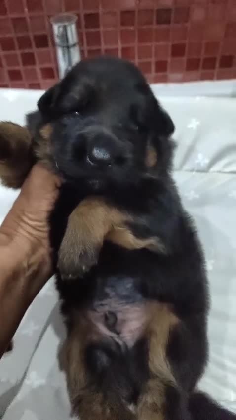 Pastor Alemán perros en venta: Último Cachorro  disponinle!! - Video 4