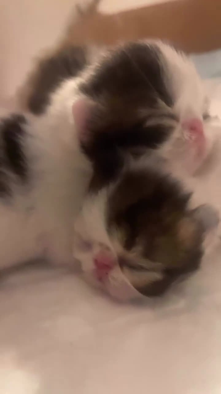 Exótico de Pelo Corto gatos en venta: 🐾 Bebés Persas y Exóticos en Casa Belich 🐾 - Video 1