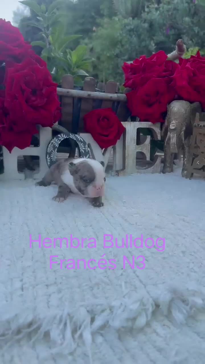 Bulldog Francés perros en venta: Bulldog Francés Hembra Merle Preciosa  - Video 1