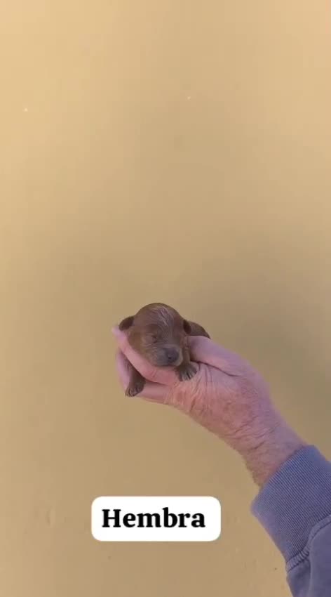 Caniche Toy perros en venta: Machos y hembras de caniche toy  - Video 1