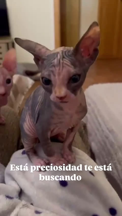 Sphynx gatos en venta: Sphynx exclusivos - Video 2