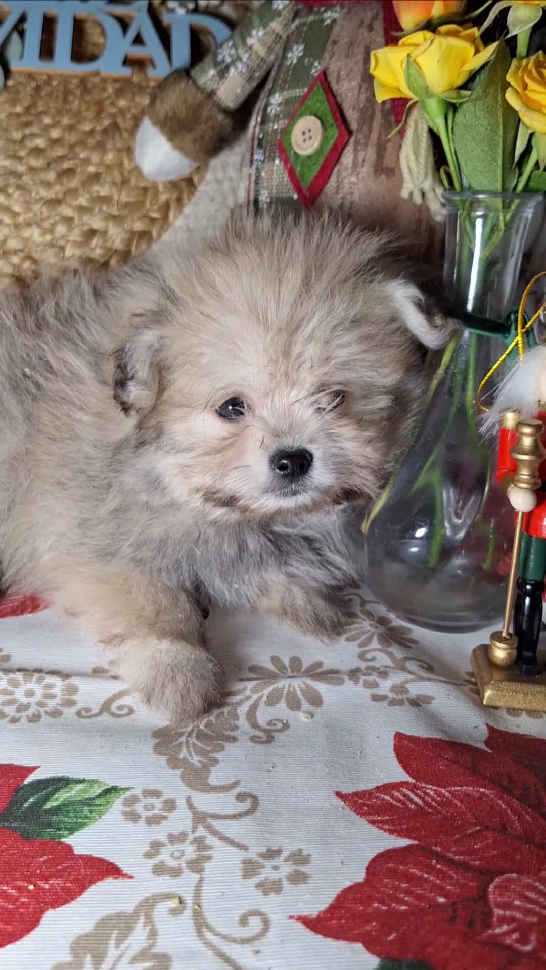 Raza Mixta perros en venta: MALTIPOO  - Video 2