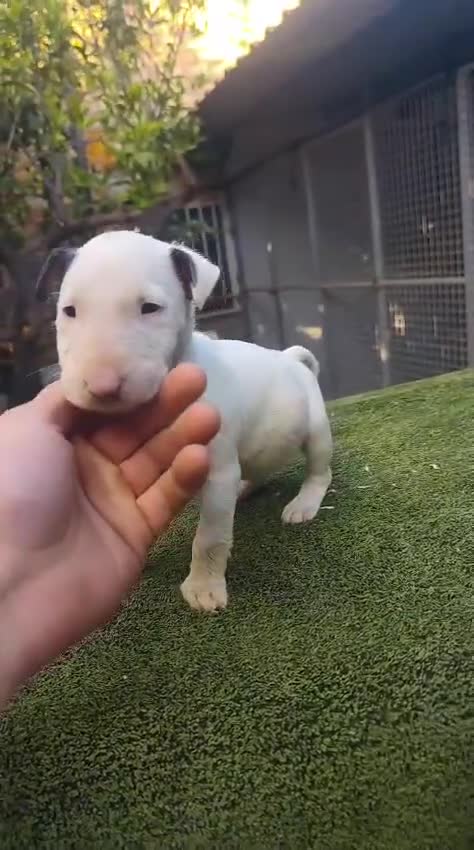 Bull Terrier perros en venta: Bull terrier  - Video 1
