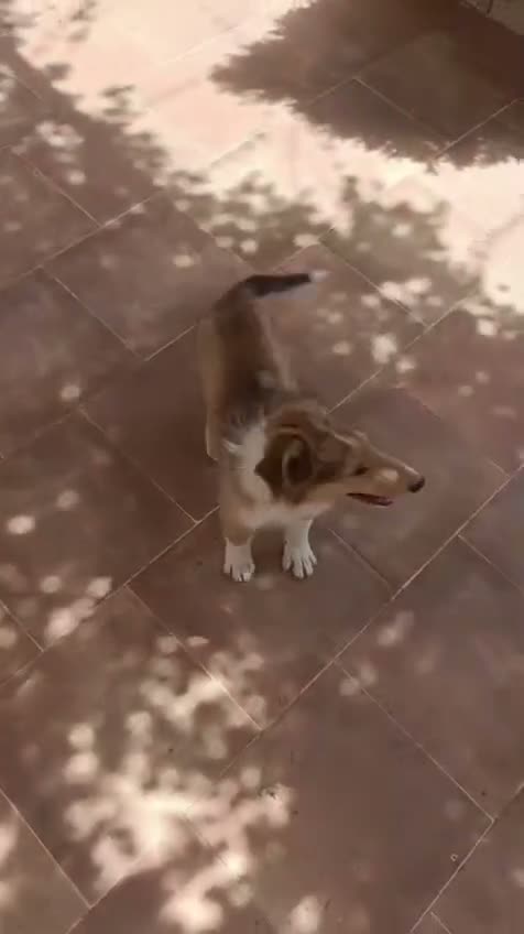 Collie de Pelo Largo perros en venta: Rough collie  - Video 1
