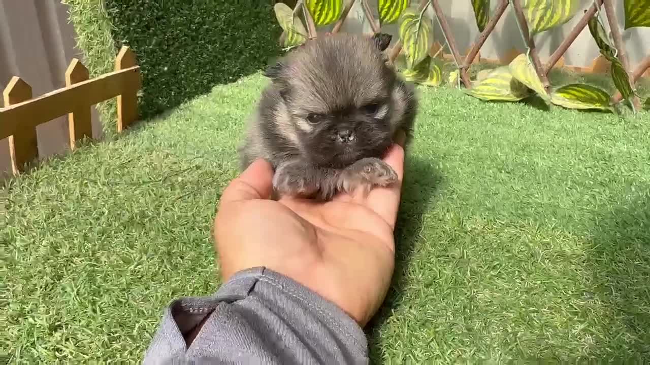 Maltipoo perros en venta: Machos y hembras de maltipoo - Video 1