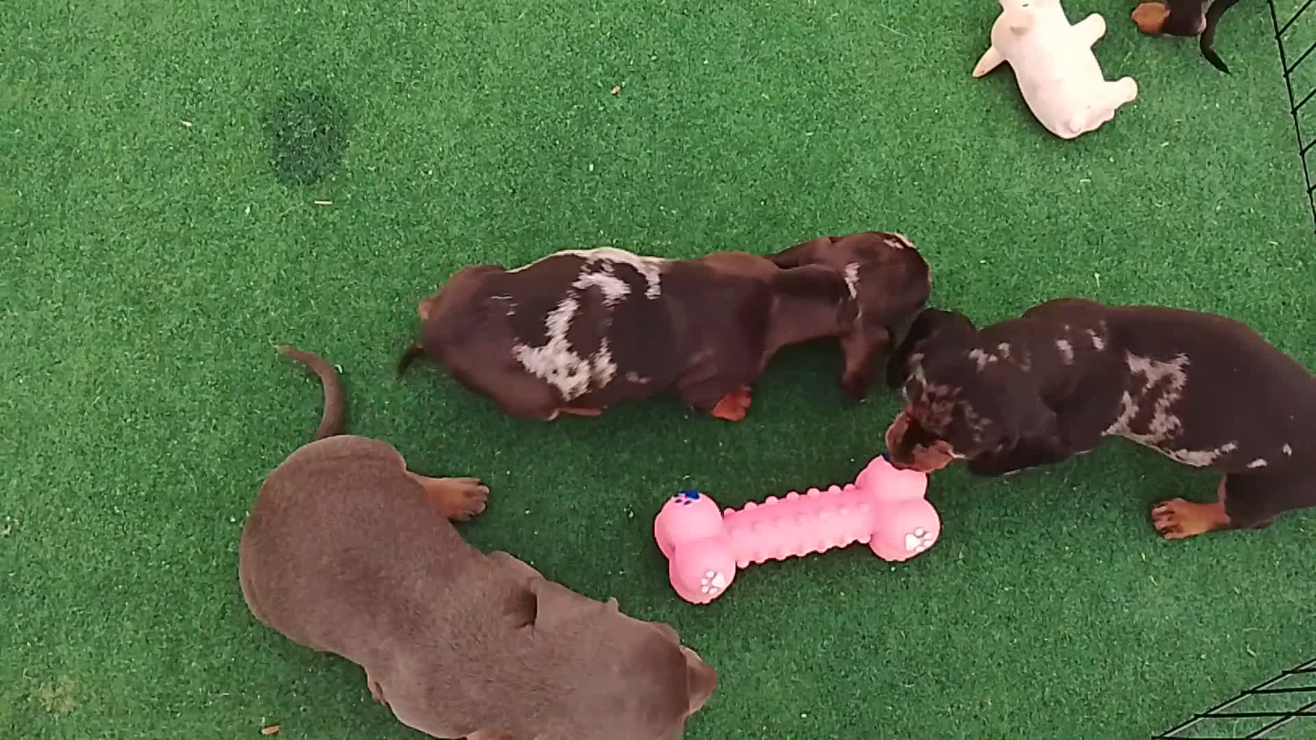 Teckel perros en venta: Cachorros de teckel  - Video 3