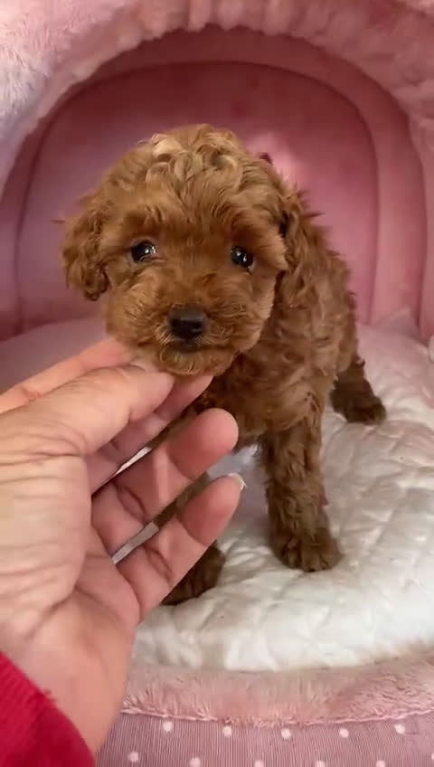 Caniche Toy perros en venta: Preciosa camada caniche toy rojos en Almería - Video 1