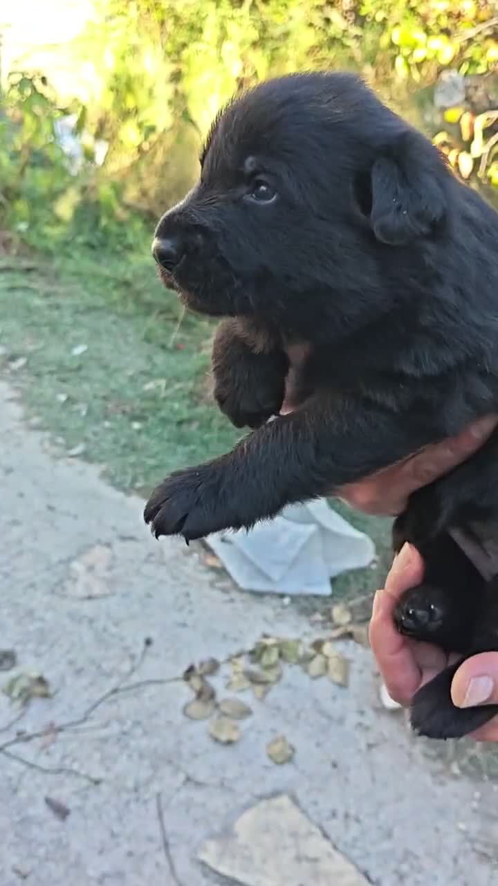 Pastor Alemán perros en venta: Hembra de color negro solido - Video 2
