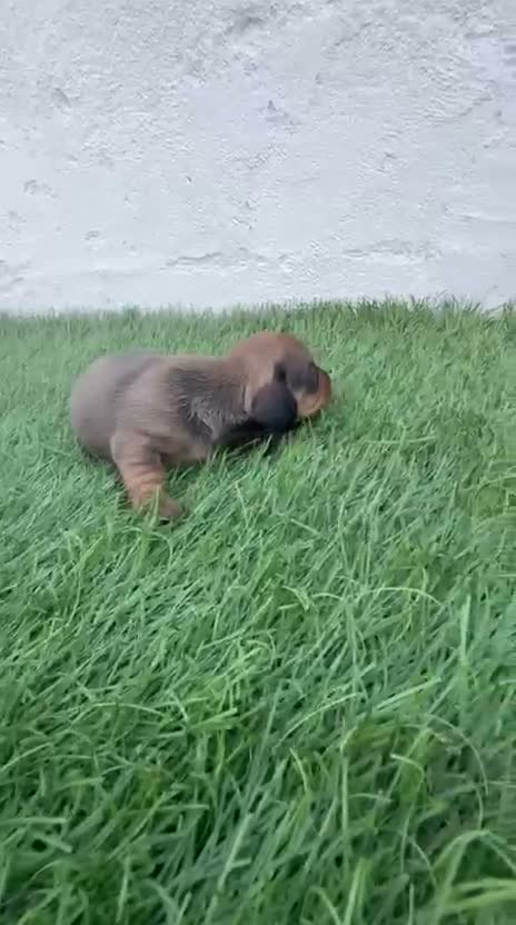 Teckel Miniatura perros en venta: Teckel Miniatura - Video 1