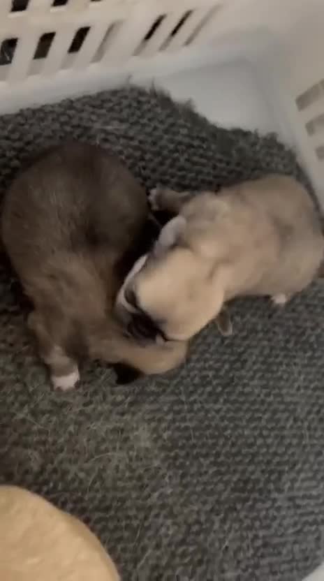 Chihuahua perros en venta: CHIHUAHAU MINI TOY MACHITOS - Video 1